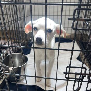 Chihuahua and Mixed Breed Dogs Available for Adoption in Loxahatchee Groves, Florida - Millie | PetCurious