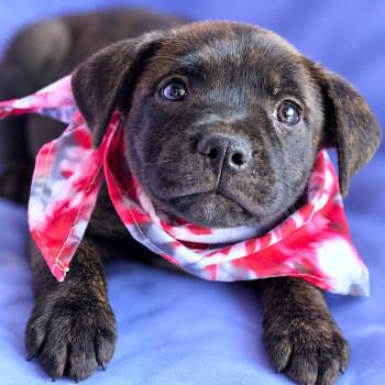 Jet -  Terrier and Mixed Breed Dog for Adoption in Boerne, Texas - Jet | PetCurious