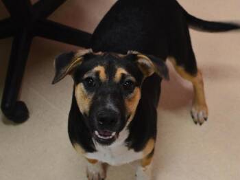 Roxie -  American Staffordshire Terrier and Australian Cattle Dog Blue Heeler Dog for Adoption in Portland, Oregon - Roxie | PetCurious