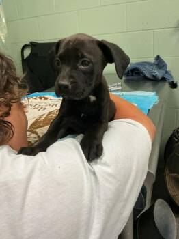 Mixed Breed Dogs Available for Adoption in Dyersburg, Tennessee - Heaven | PetCurious
