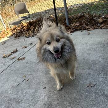 Tornado -  Pomeranian and Husky Dog for Adoption in Newark, New Jersey - Tornado | PetCurious