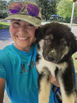 Cookie -  Great Pyrenees and Australian Shepherd Dog for Adoption in Melbourne, Florida - Cookie | PetCurious