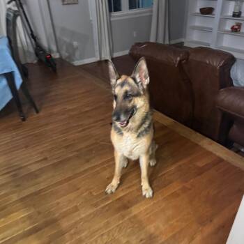 German Shepherd Dog Dogs Available for Adoption - Tia | PetCurious