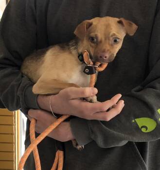 Rescue Chihuahua Dogs for Adoption in Madison Heights, Michigan - Pancho | PetCurious