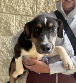 Rescue Bearded Collie and Beagle Dogs for Adoption in Wilkesboro, North Carolina - Crow | PetCurious