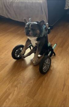 Rescue French Bulldog Dogs for Adoption in Grant-Valkaria, Florida - Meco | PetCurious