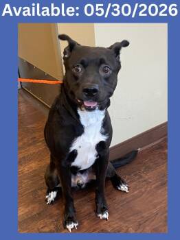 Dog Kennel #4 -  Labrador Retriever and Mixed Breed Dog Available for Adoption in Greenville, Texas - Dog Kennel #4 | PetCurious