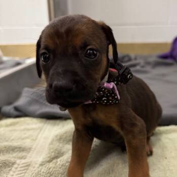 Rescue Doberman Pinscher and Mixed Breed Dogs for Adoption in West Palm Beach, Florida - Moby | PetCurious