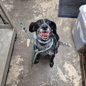 Mixed Breed Dogs Available for Adoption - Sky | PetCurious