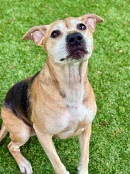 Mixed Breed Dogs Available for Adoption - Spaghetti - 2 | PetCurious