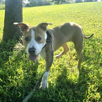 Delta -  Pit Bull Terrier and Mixed Breed Dog for Adoption in Champaign, Illinois - Delta | PetCurious
