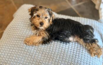 Bentley -  Yorkshire Terrier Dog for Adoption in Union Grove, Wisconsin - Bentley | PetCurious