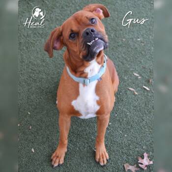 Rescue Boxer and Mixed Breed Dogs for Adoption in Youngwood, Pennsylvania - Gus | PetCurious