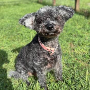 Maggie Robertson -  Miniature Poodle and Mixed Breed Dog for Adoption in Houston, Texas - Maggie Robertson | PetCurious