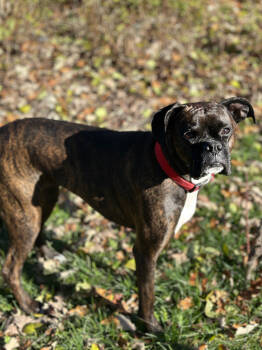 Rescue Boxer Dogs for Adoption in Toronto, Ontario - Remy | PetCurious