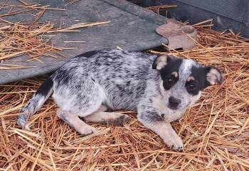 Australian Cattle Dog Blue Heeler Dogs Available for Adoption - Sierra | PetCurious