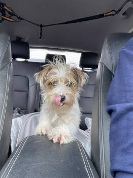Conrad #A-142665 -  Terrier Dog for Adoption in Silsbee, Texas - Conrad #A-142665 | PetCurious