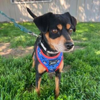 Chihuahua Dogs Available for Adoption in Williston, Vermont - Chloe | PetCurious