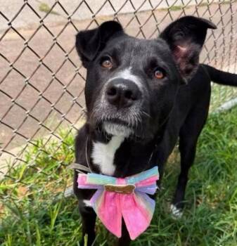 Lulu-CO -  Black Labrador Retriever Dog for Adoption in Magnolia, Texas - Lulu-CO | PetCurious