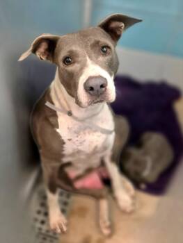 TIRAMISU -  Staffordshire Bull Terrier and Mixed Breed Dog for Adoption in Houston, Texas - TIRAMISU | PetCurious