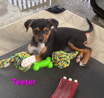 Teeter -  Australian Shepherd and Mixed Breed Dog for Adoption in Blairstown, New Jersey - Teeter | PetCurious