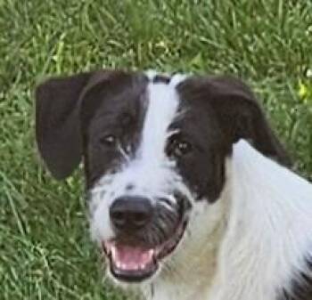 Bucky - Loves kids - good with dogs and cats -  Labrador Retriever and Beagle Dog for Adoption in Andover, Massachusetts - Bucky - Loves Kids - Good With Dogs And Cats | PetCurious