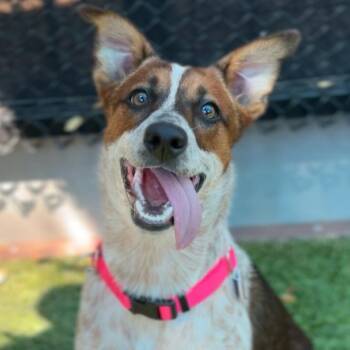 Maria A2289779 -  Cattle Dog Dog for Adoption in Los Angeles, California - Maria A2289779 | PetCurious