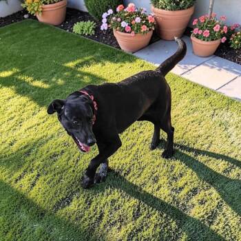 El -  Labrador Retriever Dog for Adoption in Fort Worth, Texas - El | PetCurious