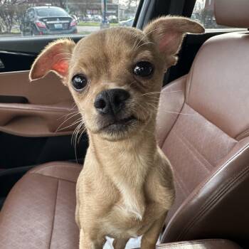 Chihuahua Dogs Available for Adoption - Milo | PetCurious