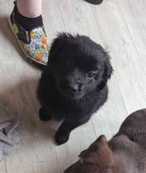 Lou Pearlman -  Labrador Retriever Dog for Adoption in Vancouver, Washington - Lou Pearlman | PetCurious