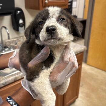 Spanky - 083107U -  Labrador Retriever and Mixed Breed Dog for Adoption in Tupelo, Mississippi - Spanky - 083107U | PetCurious