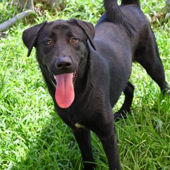 Rhett -  Black Labrador Retriever Dog for Adoption in Beaumont, Texas - Rhett | PetCurious