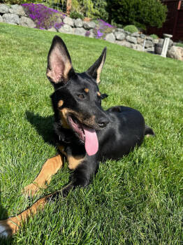 Rescue German Shepherd Dog and Mixed Breed Dogs for Adoption in Seattle, Washington - Malia | PetCurious