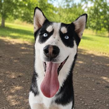 Denahi -  Husky Dog for Adoption in Susanville, California - Denahi | PetCurious