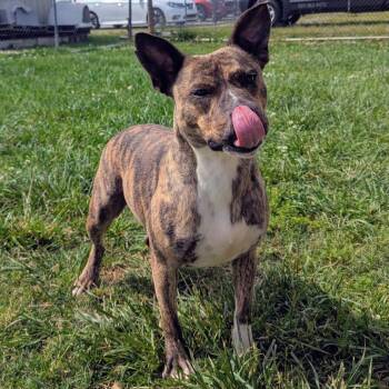 Mixed Breed Dogs Available for Adoption in Decherd, Tennessee - Maine | PetCurious