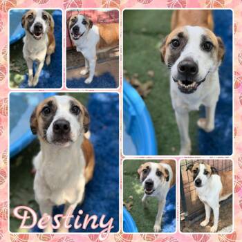 Destiny -  Shepherd and Hound Dog for Adoption in Fort Smith, Arkansas - Destiny | PetCurious