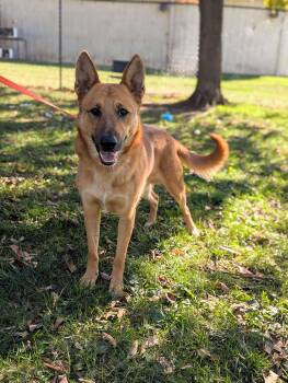 Rescue German Shepherd Dog Dogs for Adoption in Washington, Iowa - Winchester - Wallflower | PetCurious