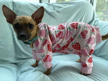 Chihuahua Dogs Available for Adoption in Hillsdale, New York - Missy | PetCurious