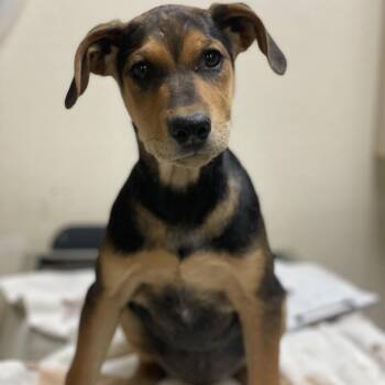 Shepherd and Mixed Breed Dogs Available for Adoption in Riverside, California - Snoop Dawg | PetCurious