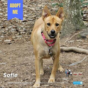 Rescue Chow Chow and Shepherd Dogs for Adoption in Houston, Texas - Sofie | PetCurious