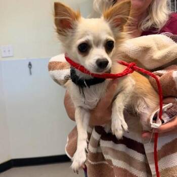 Maggie 26-06-162 -  Chihuahua and Mixed Breed Dog for Adoption in Bastrop, Texas - Maggie 26-06-162 | PetCurious