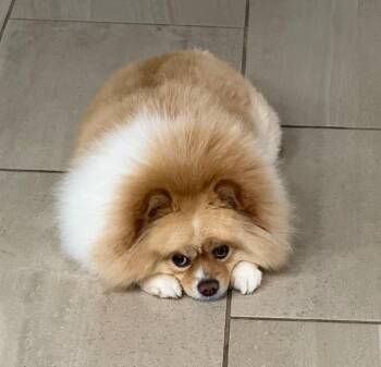 Rescue Pomeranian Dogs for Adoption in The Woodlands, Texas - Barklee | PetCurious