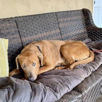 Brown -  Shepherd Dog for Adoption in Ramona, California - Brown | PetCurious