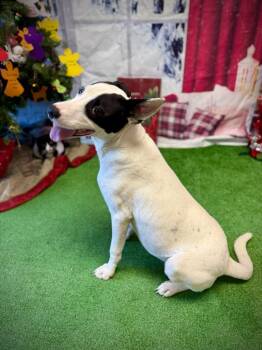 Rescue Bull Terrier and Australian Shepherd Dogs for Adoption in Yukon, Oklahoma - Jersey | PetCurious