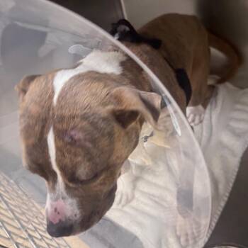 Tow Mater -  Mixed Breed Dog for Adoption in Winston-salem, North Carolina - Tow Mater | PetCurious