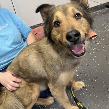 Mixed Breed Dogs Available for Adoption in Columbiana, Alabama - Micro | PetCurious