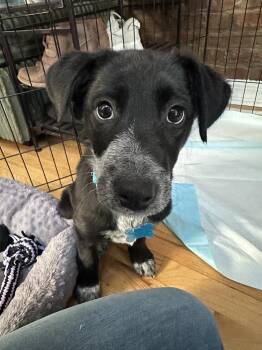 Cattle Dog and Terrier Dogs Available for Adoption - Skye Junior | PetCurious