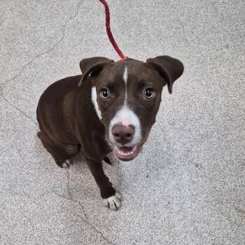 Jasper -  Chocolate Labrador Retriever and Mixed Breed Dog for Adoption in Ardmore, Oklahoma - Jasper | PetCurious
