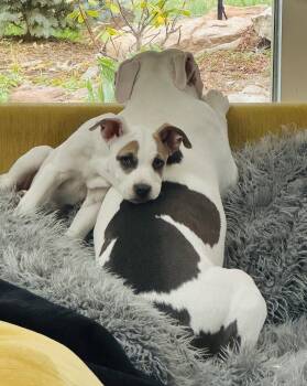 Pit Bull Terrier Dogs Available for Adoption in Evergreen, Colorado - Eleanor | PetCurious