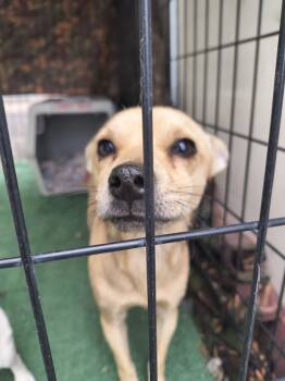 Rescue Terrier and Mixed Breed Dogs for Adoption in Moses Lake, Washington - Fare | PetCurious